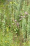 Potentilla leucotricha. Генеративный побег. Ростовская обл., Неклиновский р-н, Большенеклиновское с/п, \"Миусский склон\" в дол. р. Миус. 22.06.2014.