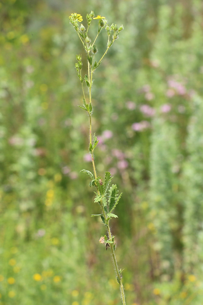 Image of Potentilla leucotricha specimen.