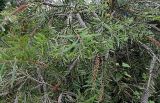 genus Callistemon