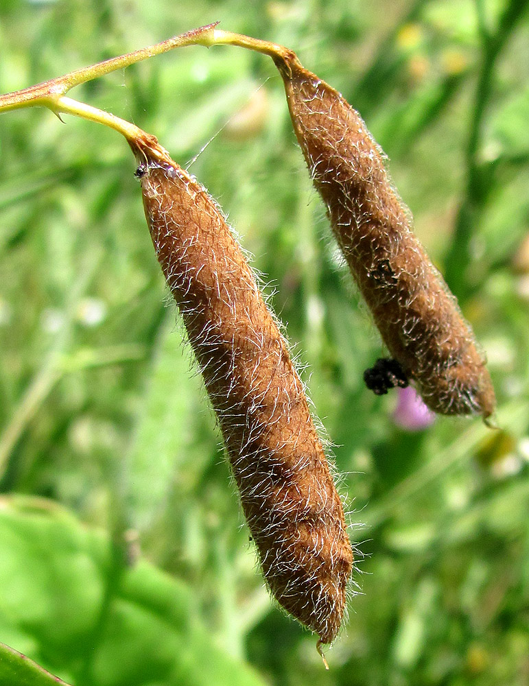 Изображение особи Lathyrus hirsutus.