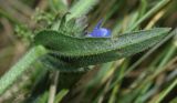 Anchusa procera