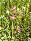 Clinopodium vulgare