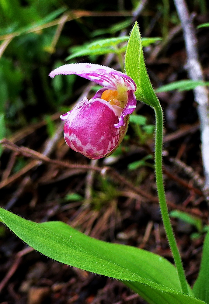 Image of Cypripedium guttatum specimen.