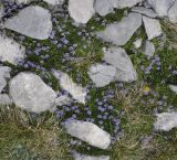 Globularia cordifolia