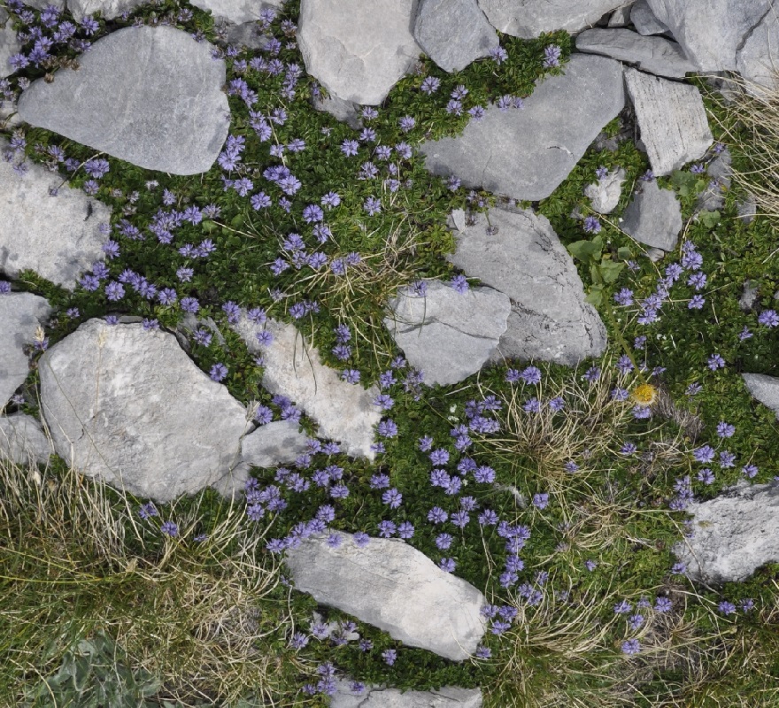 Image of Globularia cordifolia specimen.