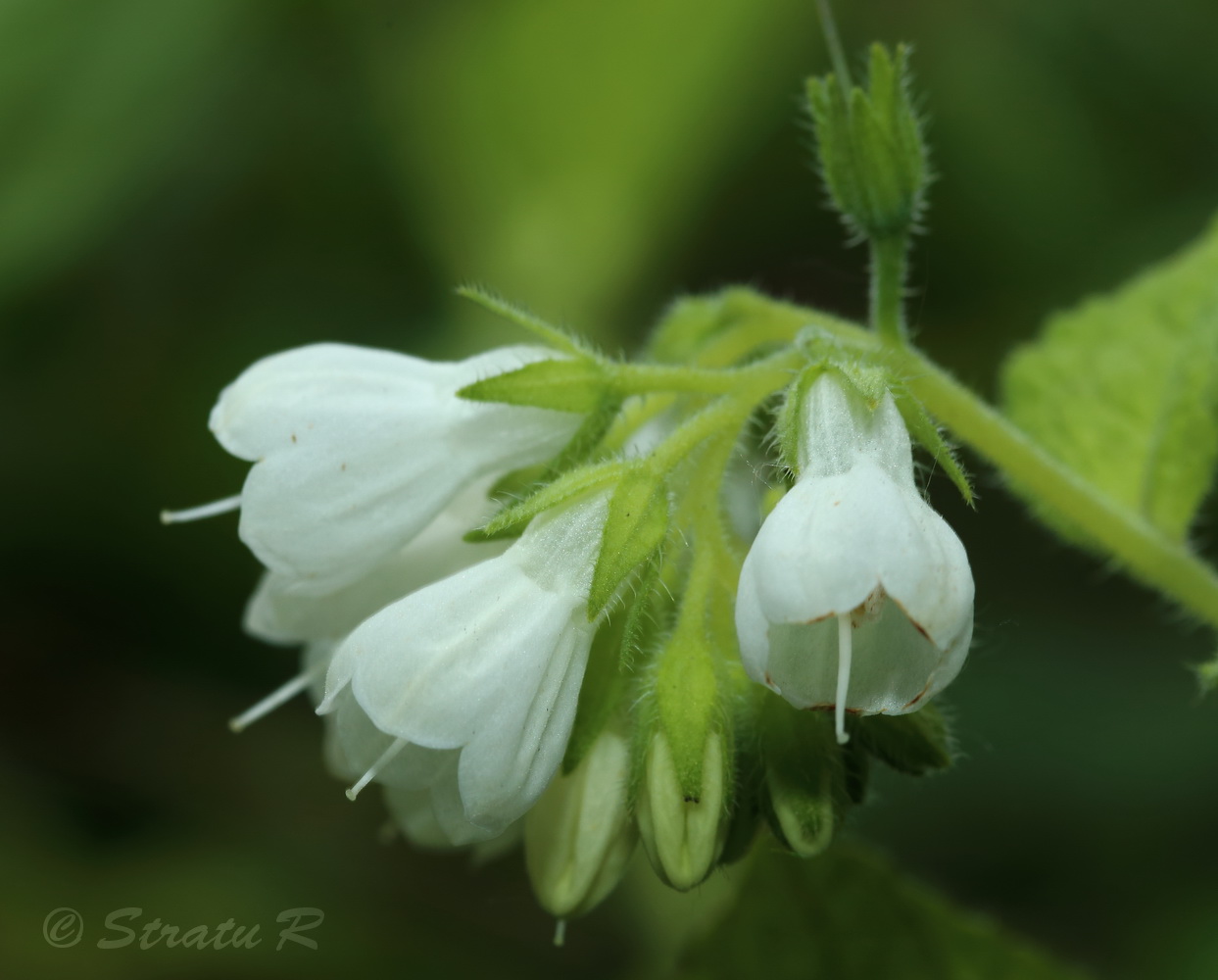 Изображение особи Symphytum tauricum.