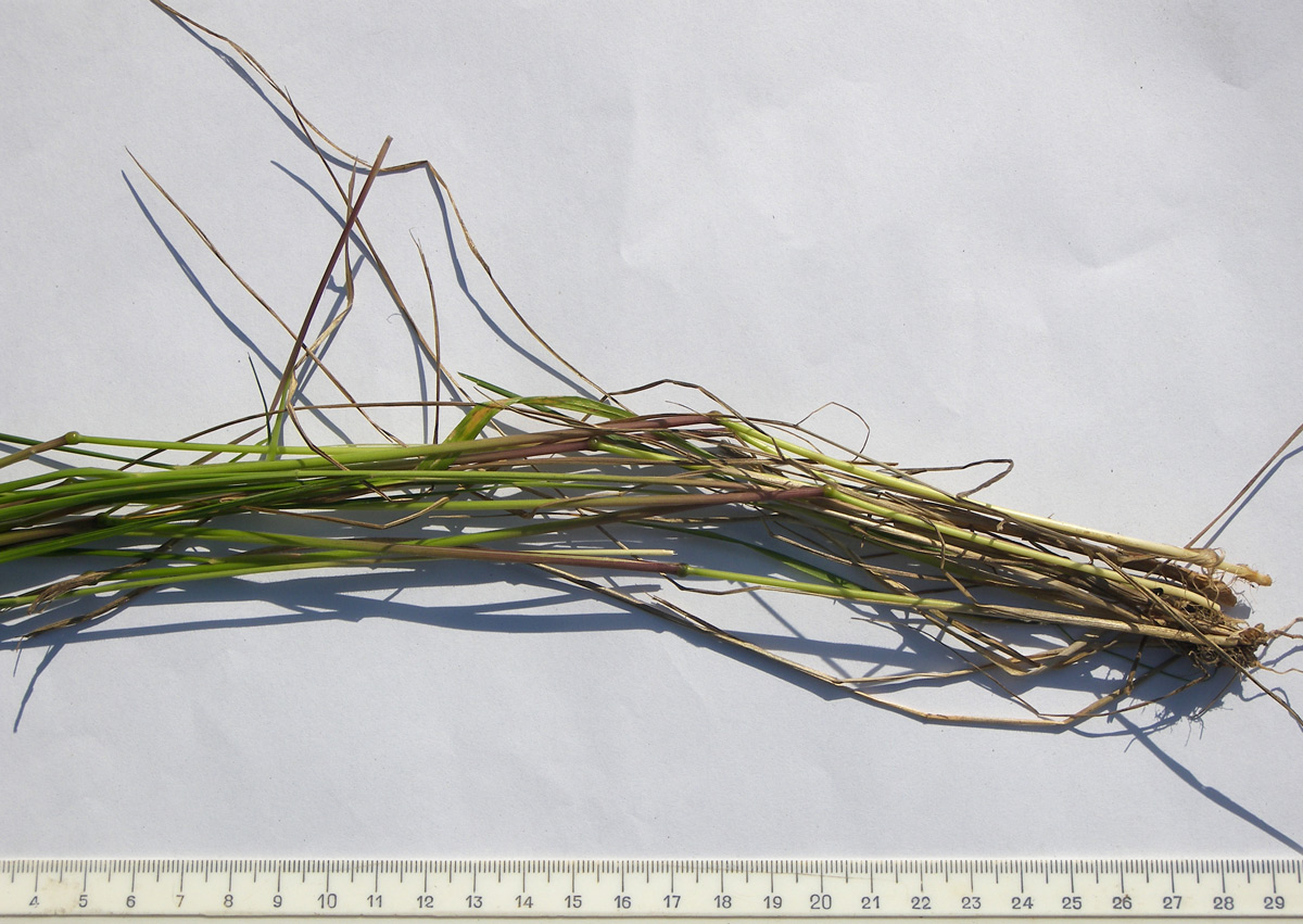 Изображение особи Agrostis balansae.