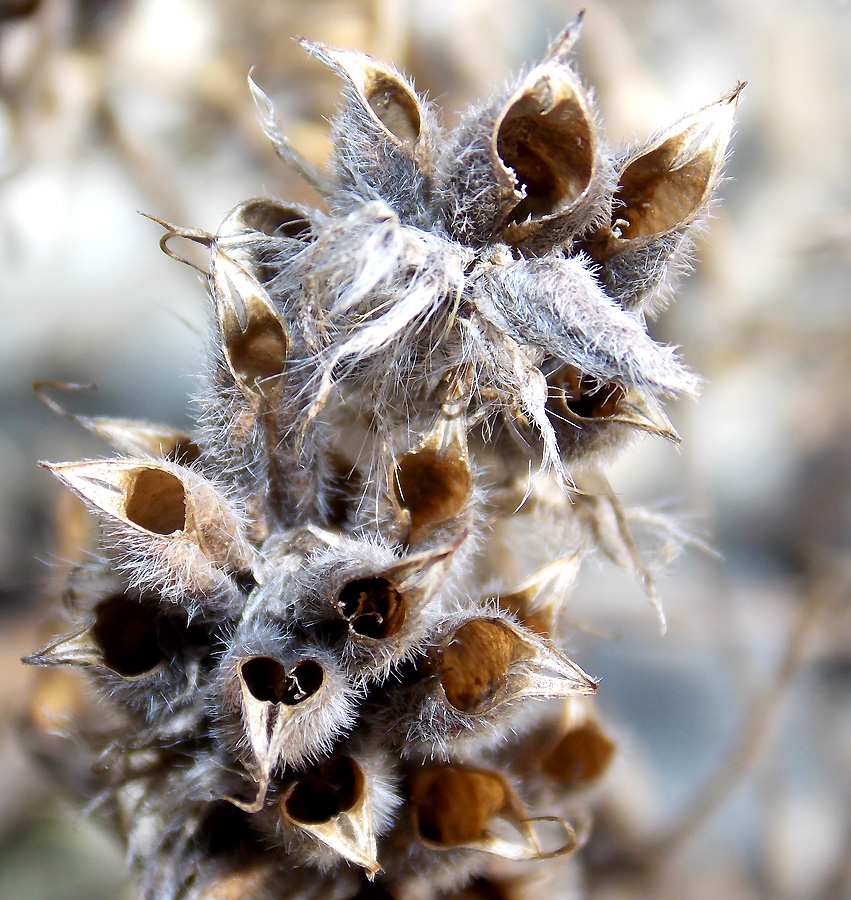 Image of Oxytropis pilosa specimen.