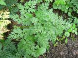 Anthriscus sylvestris