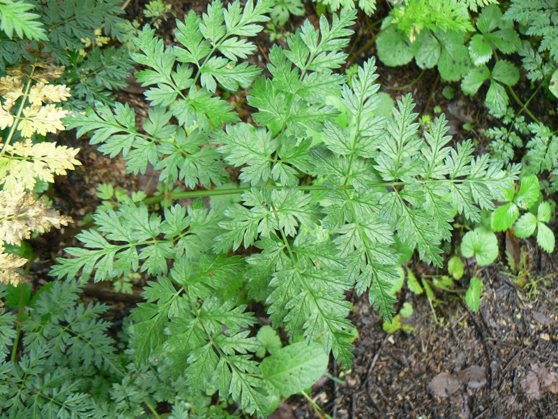 Изображение особи Anthriscus sylvestris.