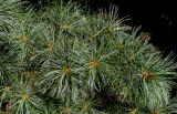 Pinus koraiensis. Верхняя часть ветки. Германия, г. Дюссельдорф, Ботанический сад университета. 03.07.2014.