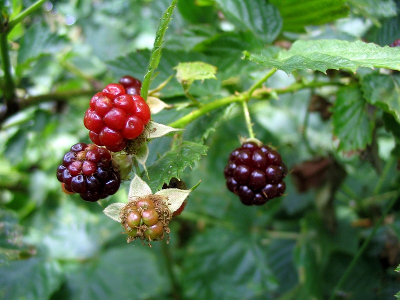 Изображение особи Rubus nessensis.