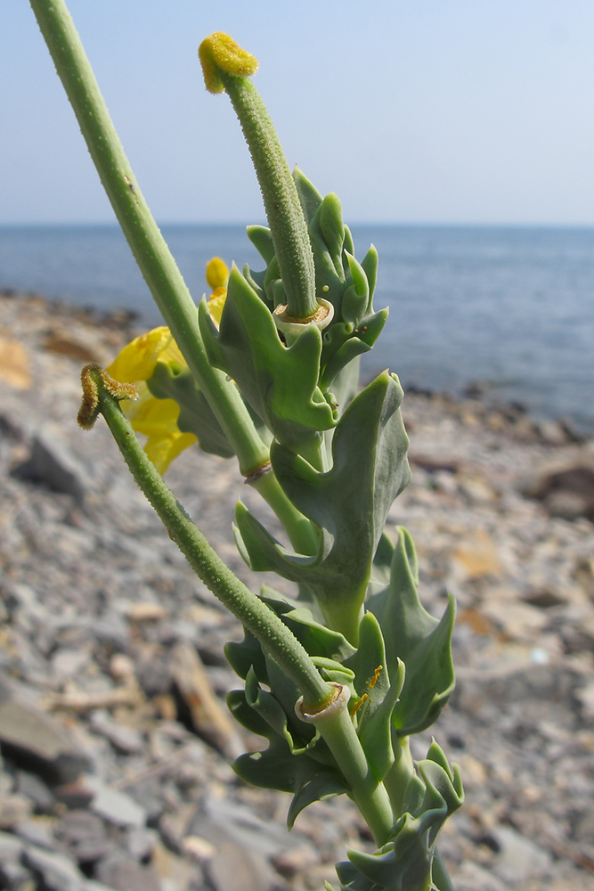 Изображение особи Glaucium flavum.