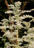 Artemisia lactiflora