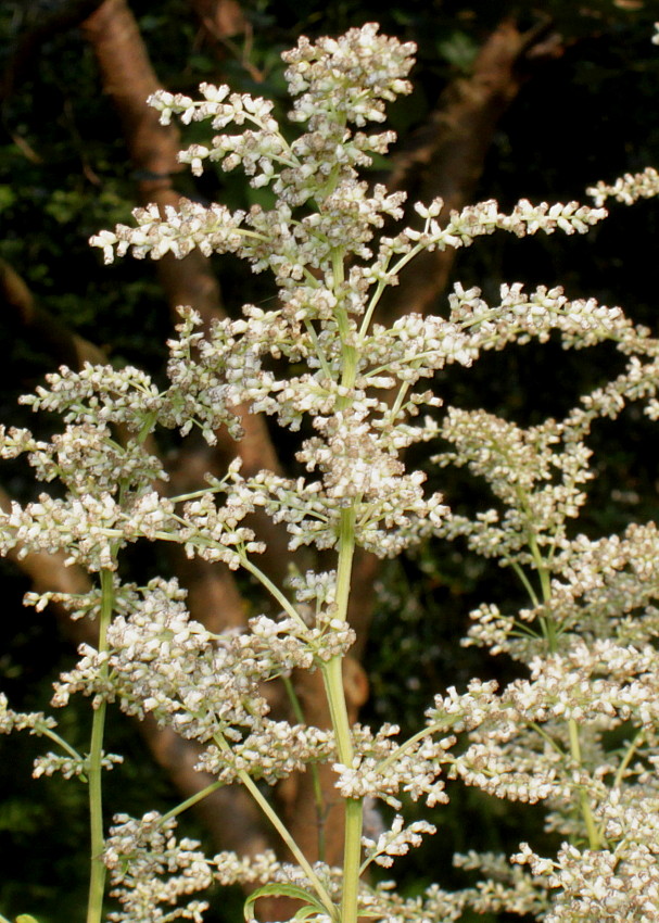 Изображение особи Artemisia lactiflora.