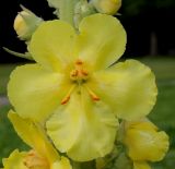 genus Verbascum. Цветок и бутоны. Германия, г. Крефельд, Ботанический сад. 06.09.2014.