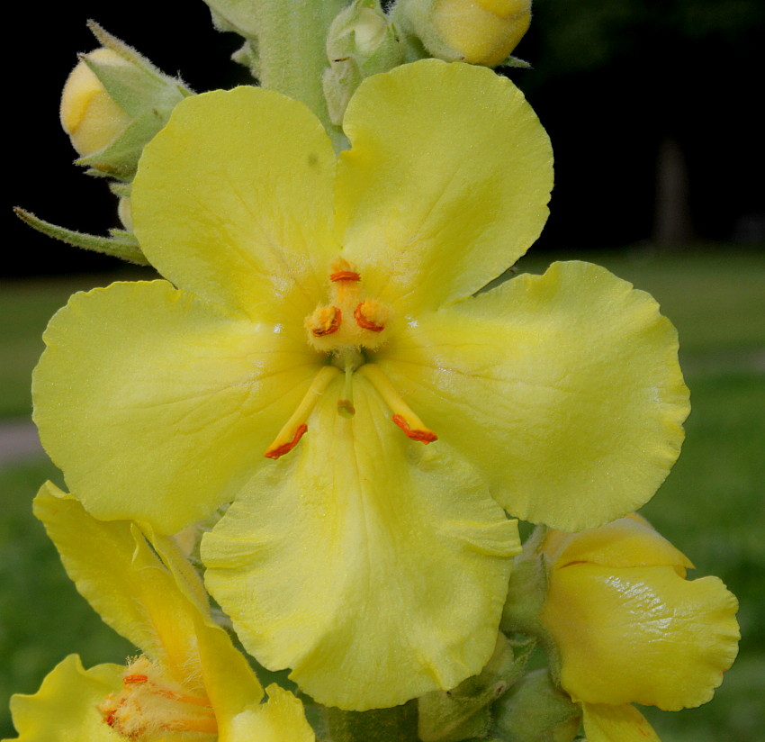 Изображение особи род Verbascum.