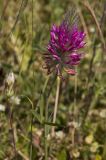 Trifolium purpureum. Верхушка побега с соцветием. Греция, пос. Νικόπολη (Никополь), луг возле древней крепостной стены. 23.05.2014.