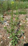 Oenothera rubricaulis. Цветущее и плодоносящее растение на пустыре. Томская обл., окраина Томска. 08.08.2009.