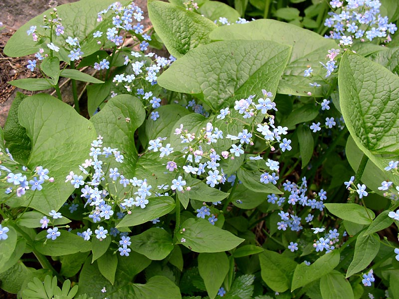 Image of Brunnera macrophylla specimen.