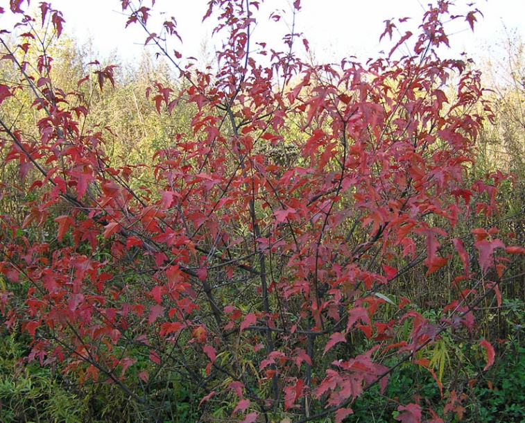 Image of Acer ginnala specimen.