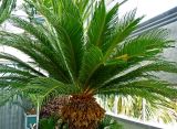 Cycas revoluta