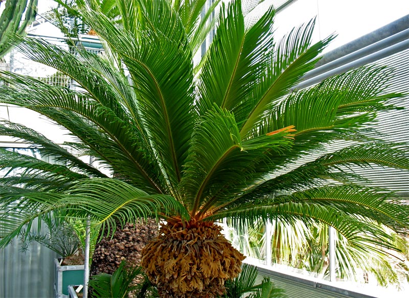 Изображение особи Cycas revoluta.