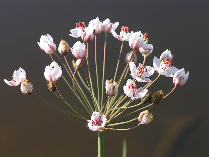 Изображение особи Butomus umbellatus.