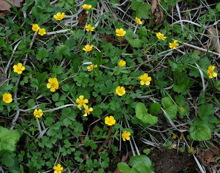 Image of Ranunculus franchetii specimen.