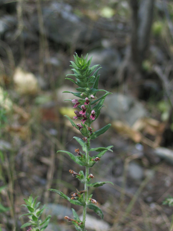 Изображение особи Odontites vulgaris.