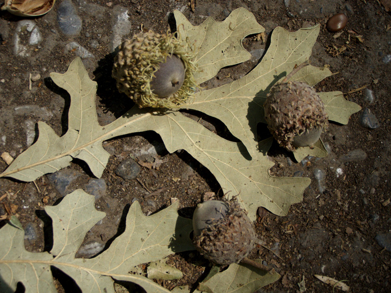 Image of Quercus macrocarpa specimen.