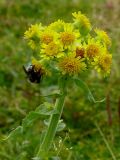 Tephroseris palustris. Верхушка цветущего растения. Восточный Казахстан, Курчумский р-н, с. Урунхайка, берег оз. Маркаколь. 22.08.2009.