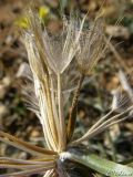 Tragopogon elatior