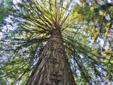 Sequoia sempervirens