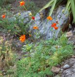 Cosmos sulphureus