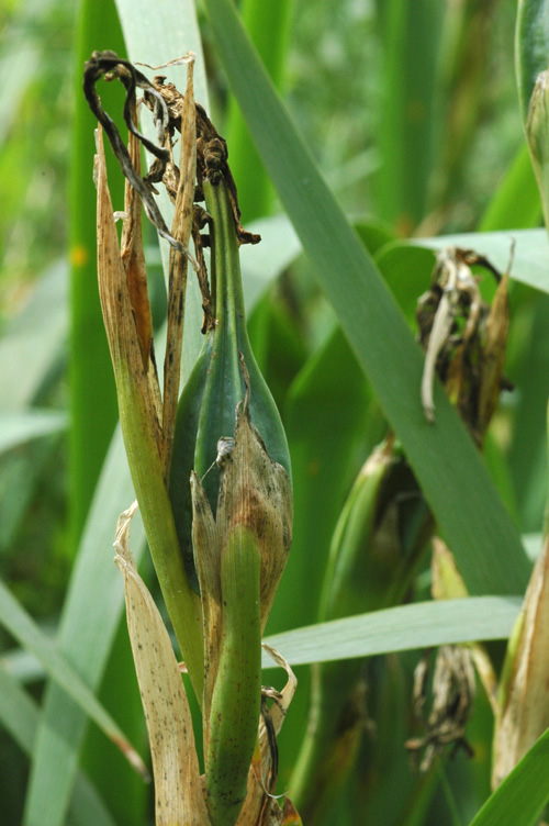 Image of Iris halophila specimen.