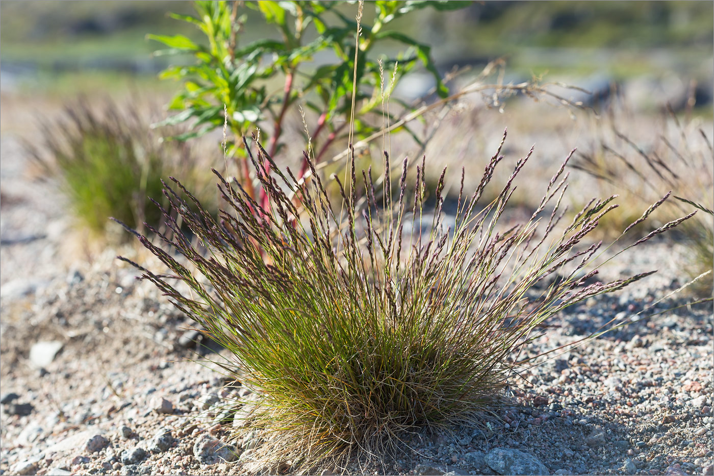 Изображение особи Festuca ovina.