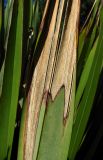 Phormium tenax