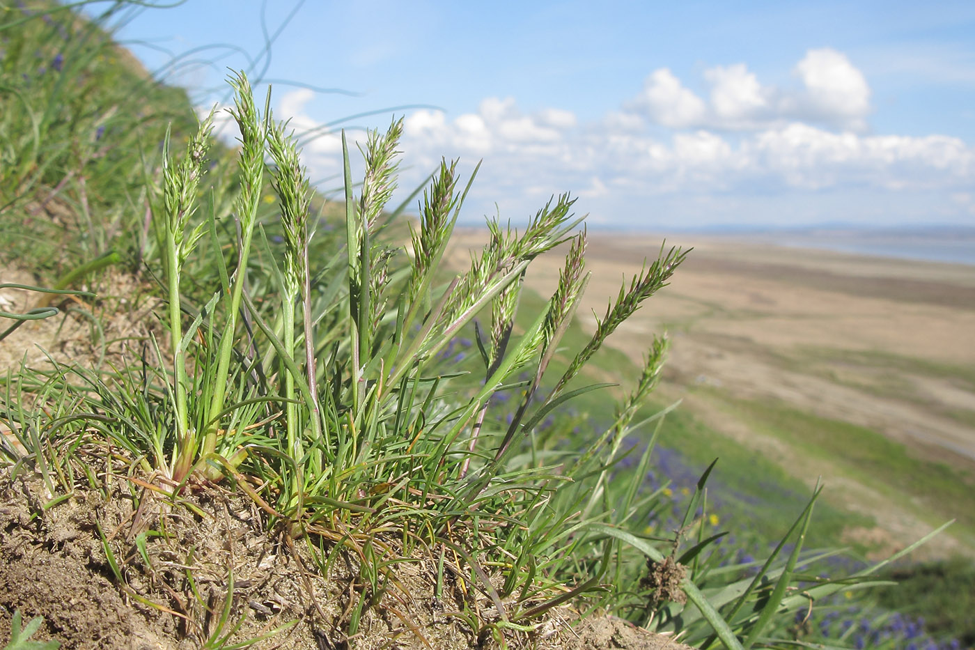 Image of Poa bulbosa ssp. vivipara specimen.