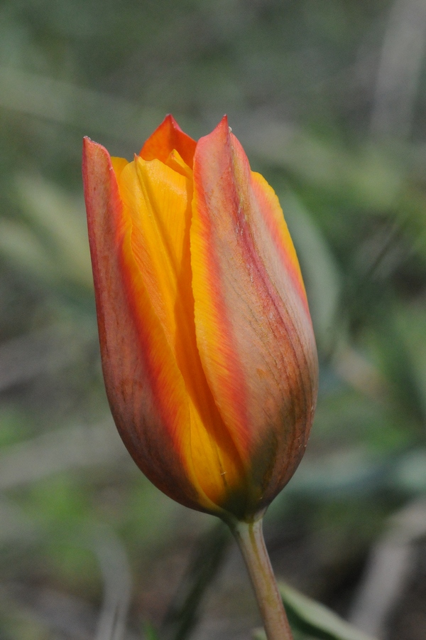 Image of Tulipa ostrowskiana specimen.