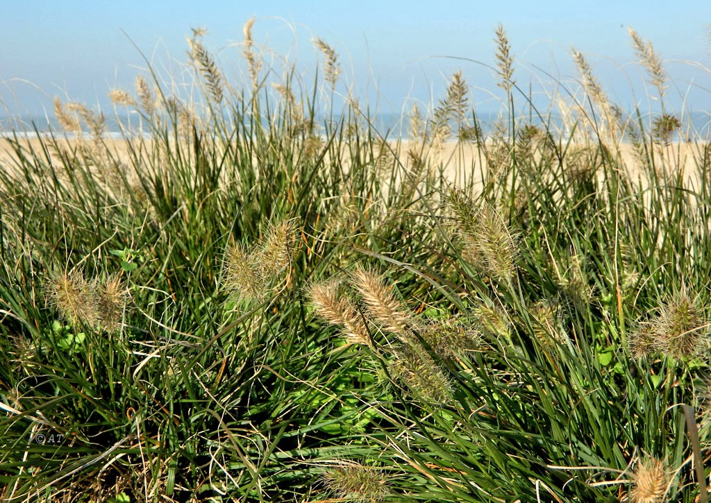 Изображение особи семейство Poaceae.