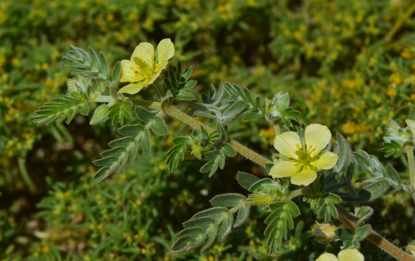 Изображение особи Tribulus macropterus.