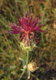 Centaurea rubriflora. Соцветие. Крым, окр. Феодосии, Лисья бухта, приморский склон. 9 июля 2015 г.