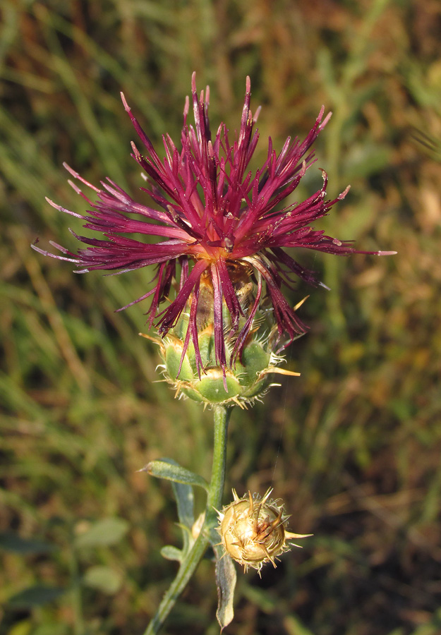 Image of Centaurea rubriflora specimen.