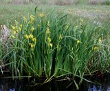 Iris pseudacorus. Колония цветущих растений в мелиоративной канаве. Украина, Волынская обл., Ратновский р-н, с. Залухов, возле озера Святое. 29 мая 2009 г.