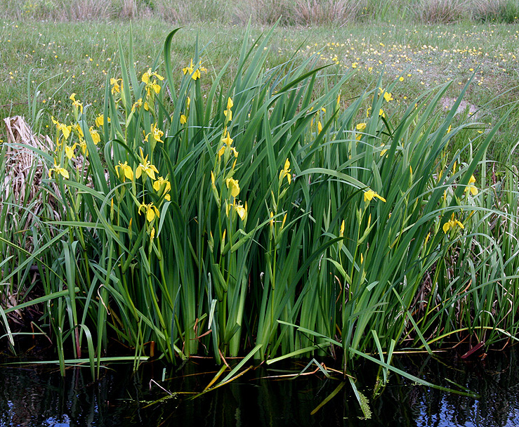 Image of Iris pseudacorus specimen.