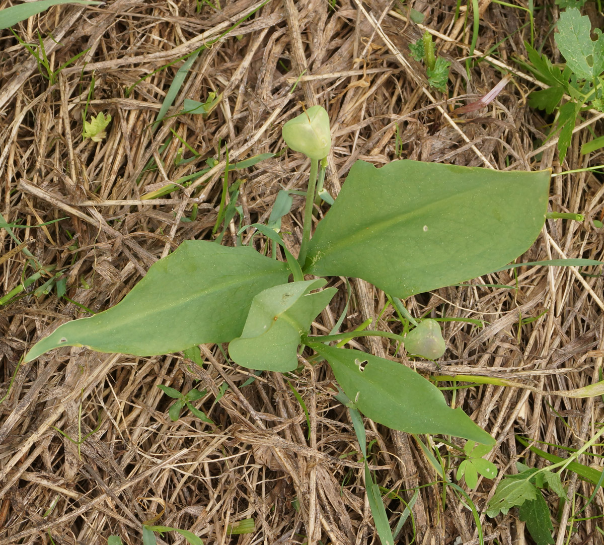 Image of Erythronium krylovii specimen.