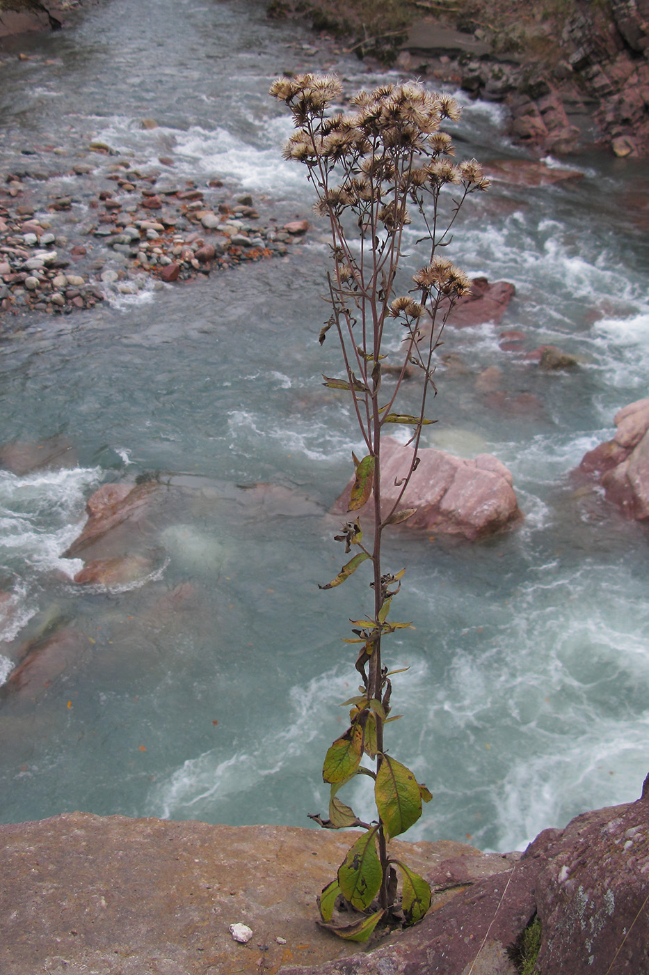 Image of Inula conyza specimen.