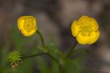 род Ranunculus. Цветки и незрелый плод. Крым, Бахчисарайский р-н, окр. пгт Куйбышево, луг. 31.05.2014.