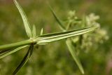 Galium boreale